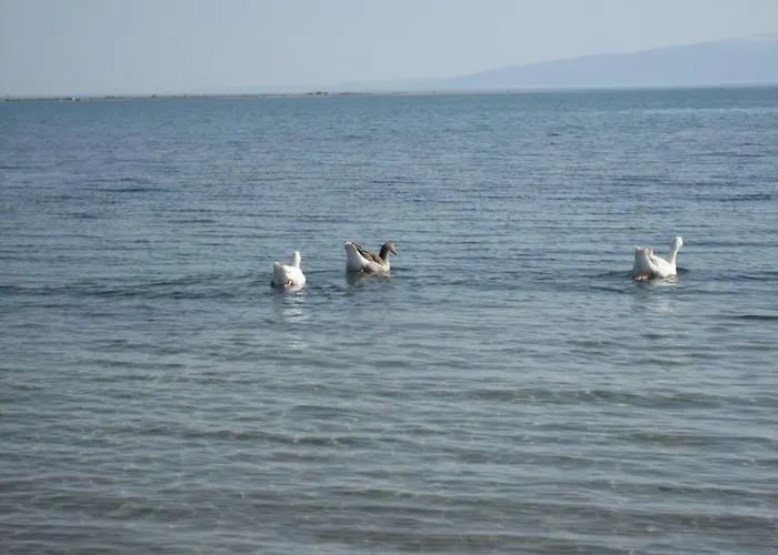 Hawaii Nea Michaniona